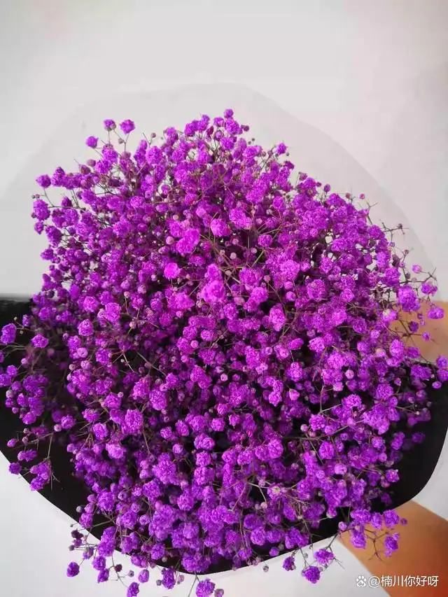满天星的花语和寓意(满天星的养殖方法和注意事项)